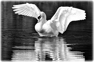 Like white swans' wings